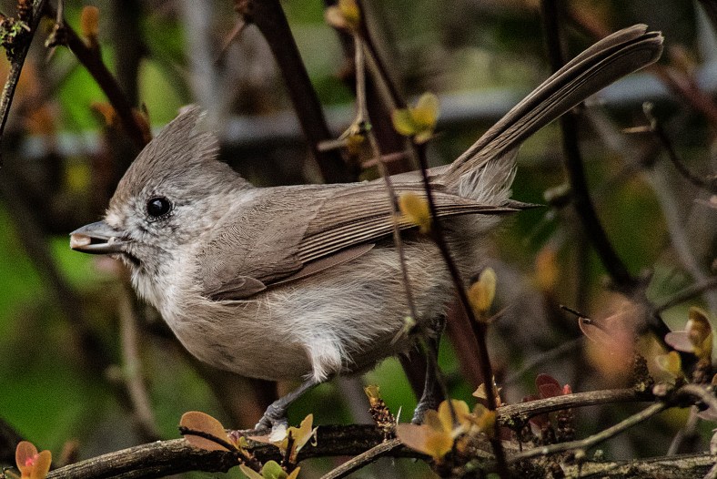 TITMOUSE1