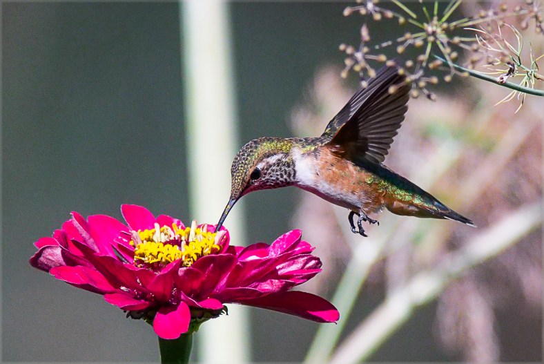 hummingbird
